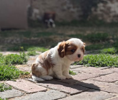 Les chiots de Cavalier King Charles Spaniel