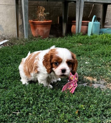 Les chiots de Cavalier King Charles Spaniel