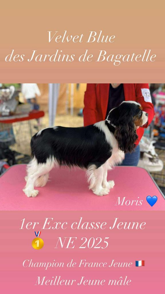 Velvet blue des Jardins de Bagatelle - 1 Ex CJ - Meilleur Jeune Mâle