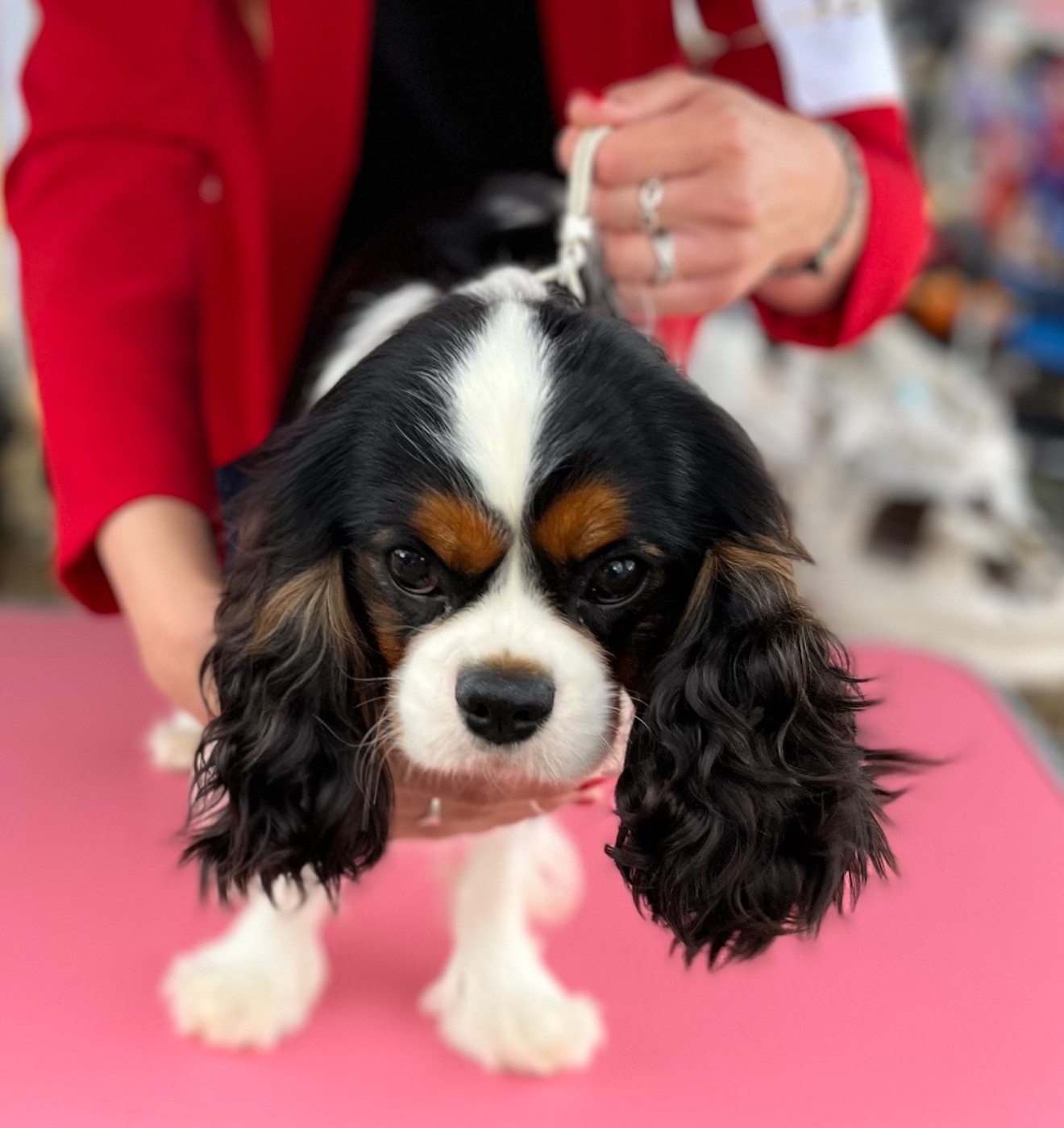 Velvet blue des Jardins de Bagatelle - 2 Ex CJ