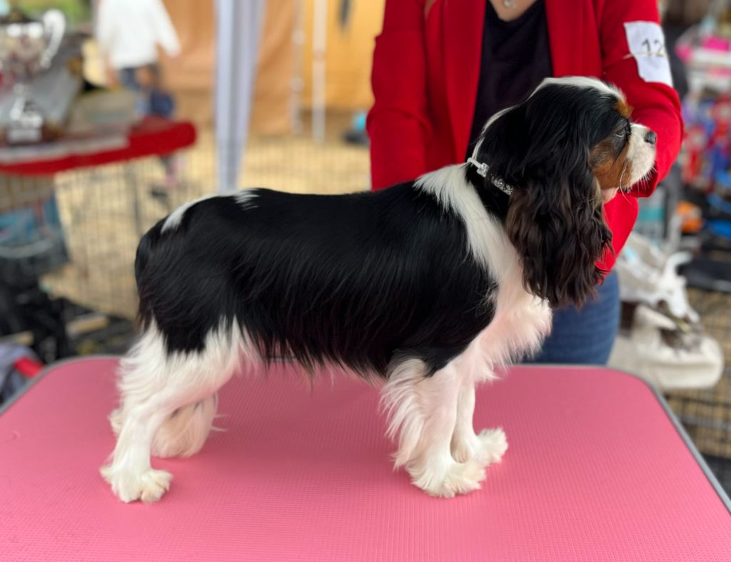 Velvet blue des Jardins de Bagatelle - 1 Ex CP