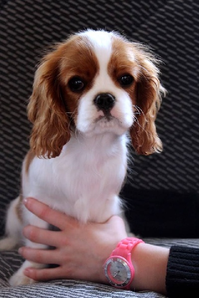 It's hope of b-and-b De vaudival - 3 iéme Excellent en classe jeune