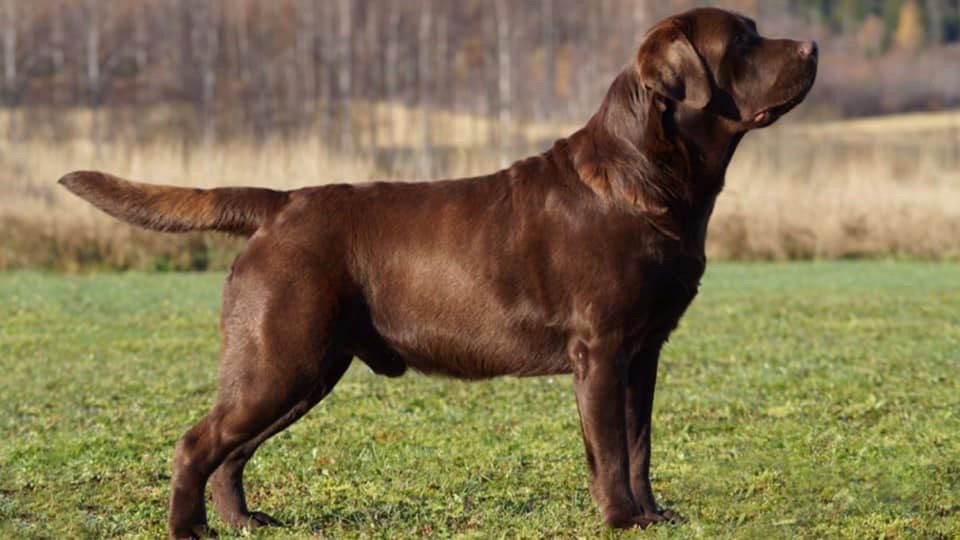 Publication : De La Brie Des Etangs