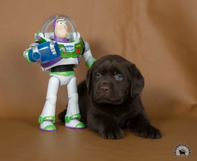 Les chiots de Labrador Retriever