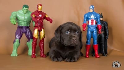 Les chiots de Labrador Retriever