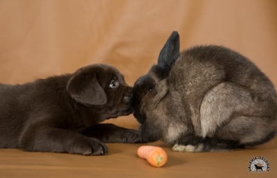 Les chiots de Labrador Retriever
