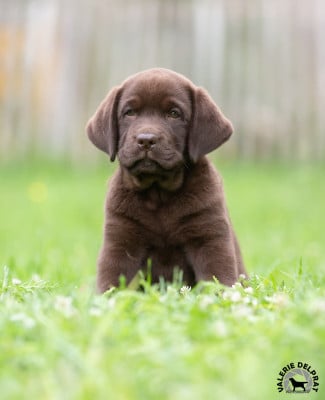 Les chiots de Labrador Retriever