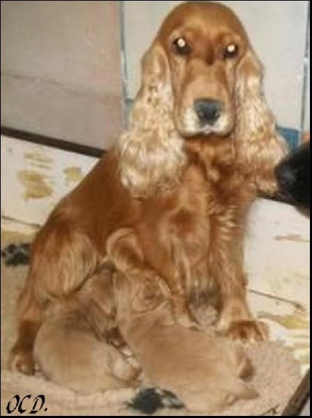 Publication : Of Enjoy's Paradise Auteur : Of Enjoy's Paradise.