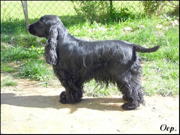 Publication : Of Enjoy's Paradise Auteur : Of Enjoy's Paradise.