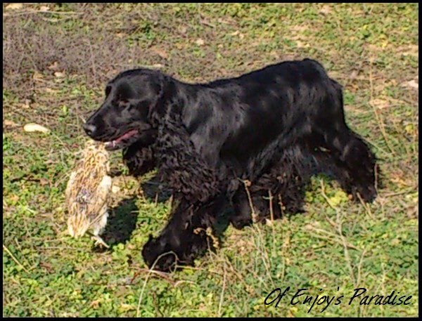 Publication : Of Enjoy's Paradise Auteur : Of Enjoy's Paradise.