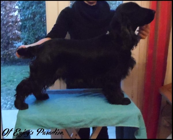 Publication : Of Enjoy's Paradise Auteur : Of Enjoy's Paradise.