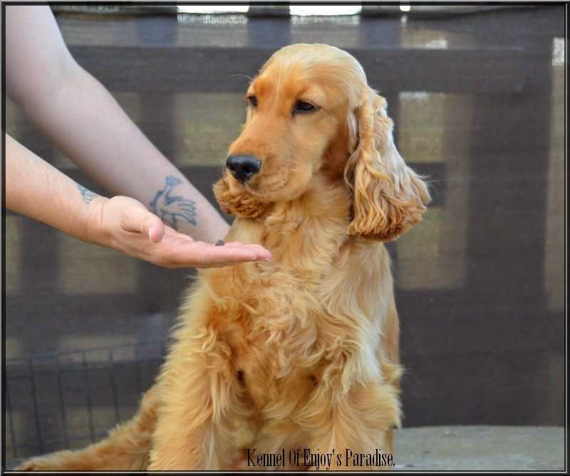 Publication : Of Enjoy's Paradise Auteur : Of Enjoy's Paradise Kennel.