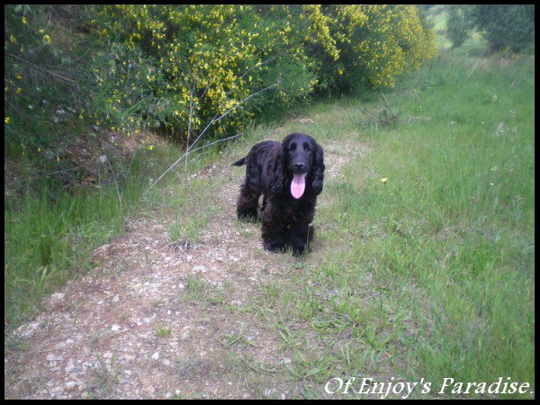 Publication : Of Enjoy's Paradise Auteur : Of Enjoy's Paradise.