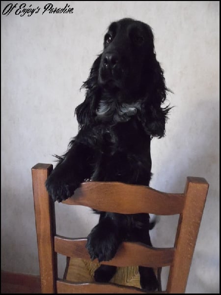 Publication : Of Enjoy's Paradise Auteur : Of Enjoy's Paradise.