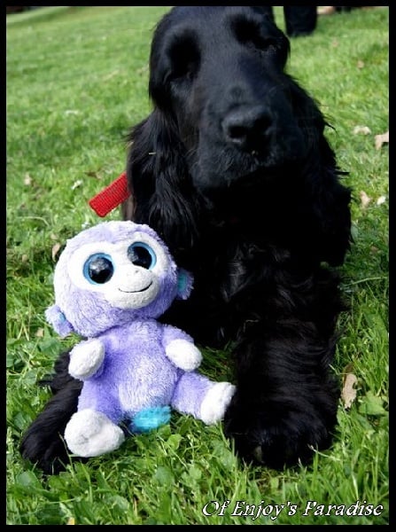 Publication : Of Enjoy's Paradise Auteur : Of Enjoy's Paradise.