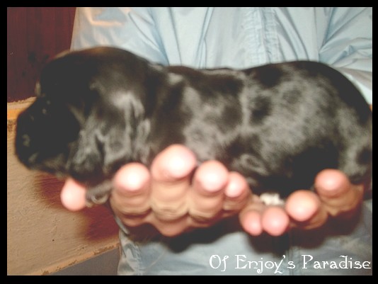 Publication : Of Enjoy's Paradise Auteur : Of Enjoy's Paradise.