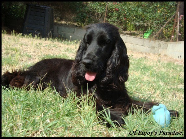 Publication : Of Enjoy's Paradise Auteur : Of Enjoy's Paradise.