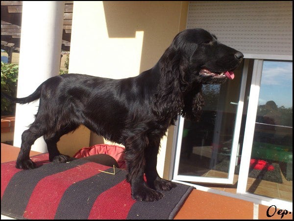 Publication : Of Enjoy's Paradise Auteur : Of Enjoy's Paradise.