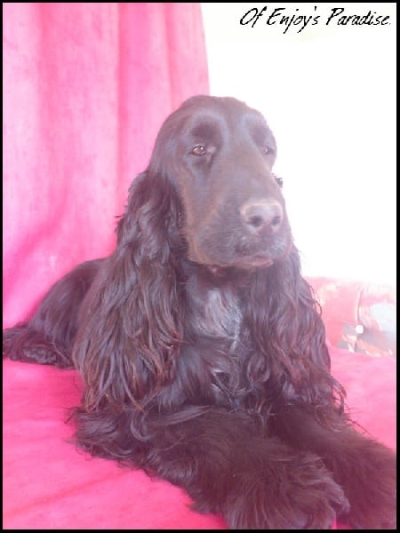 Publication : Of Enjoy's Paradise Auteur : Of Enjoy's Paradise.