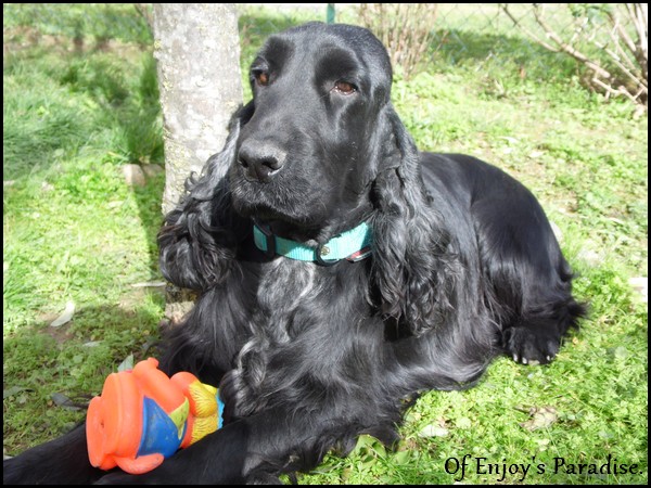 Publication : Of Enjoy's Paradise Auteur : Of Enjoy's Paradise.