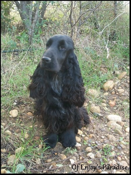 Publication : Of Enjoy's Paradise Auteur : Of Enjoy's Paradise.