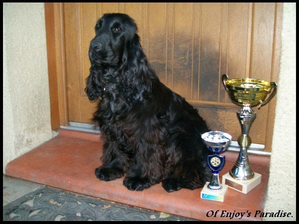 Publication : Of Enjoy's Paradise Auteur : Of Enjoy's Paradise.