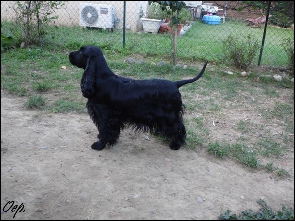 Publication : Of Enjoy's Paradise Auteur : Of Enjoy's Paradise.