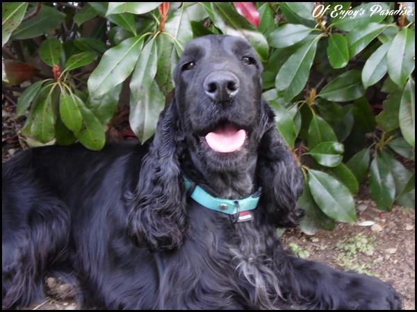 Publication : Of Enjoy's Paradise Auteur : Of Enjoy's Paradise.