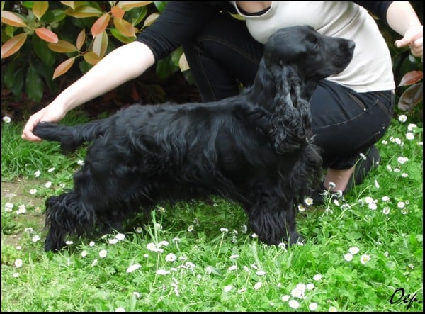 Publication : Of Enjoy's Paradise Auteur : Of Enjoy's Paradise.