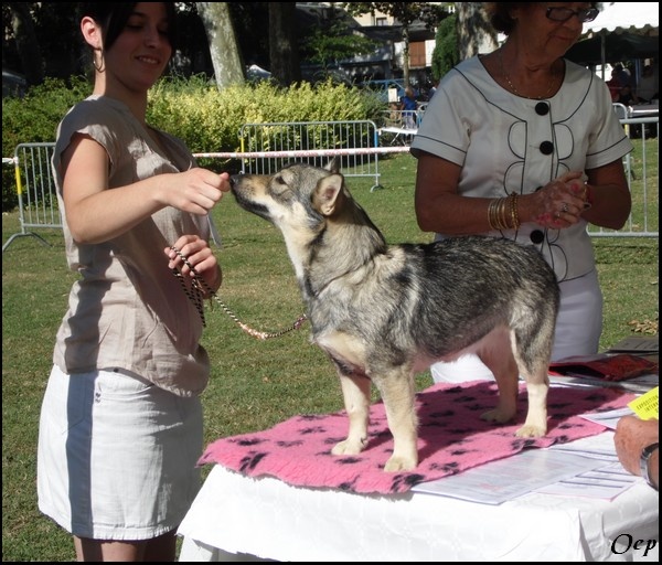 Halley Des coeurs d'alène - 1 Excellent - Meilleur Jeune - Meilleur de race