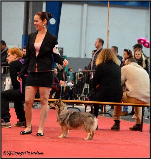 Halley Des coeurs d'alène - 1er Excellent - CACS - CACIB - BOB