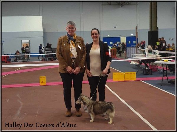 Halley Des coeurs d'alène - CACIB V - Meilleur de race - Meilleur Veteran