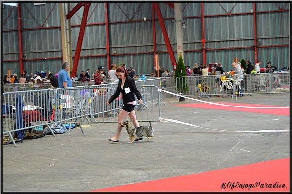 Halley Des coeurs d'alène - 1er Excellent - RCACS - RCACIB.