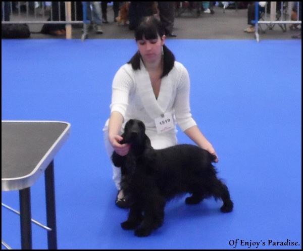 Fuzi dite thaïs of caniland's dream - 2ème Très Bon