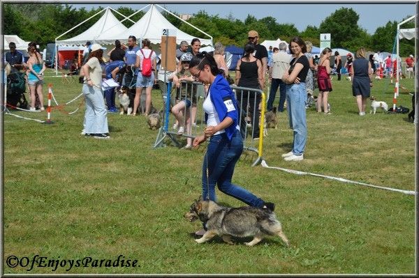 Halley Des coeurs d'alène - 1er Excellent, Meilleur Veteran.