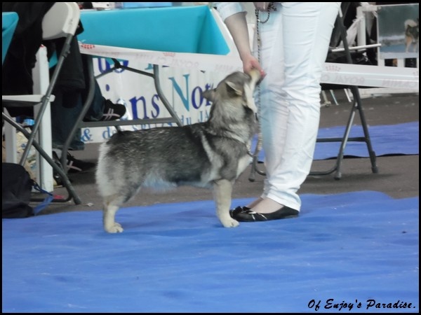 Halley Des coeurs d'alène - 1er Excellent & Meilleur Jeune