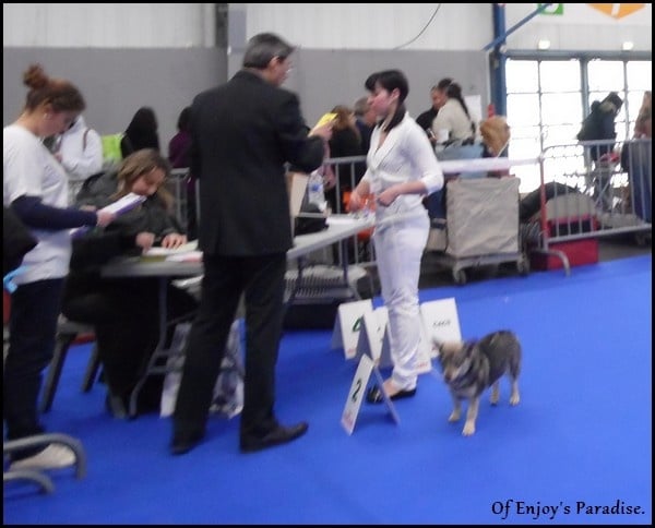 Halley Des coeurs d'alène - 1 Excellent - Meilleur Jeune - Meilleur de race