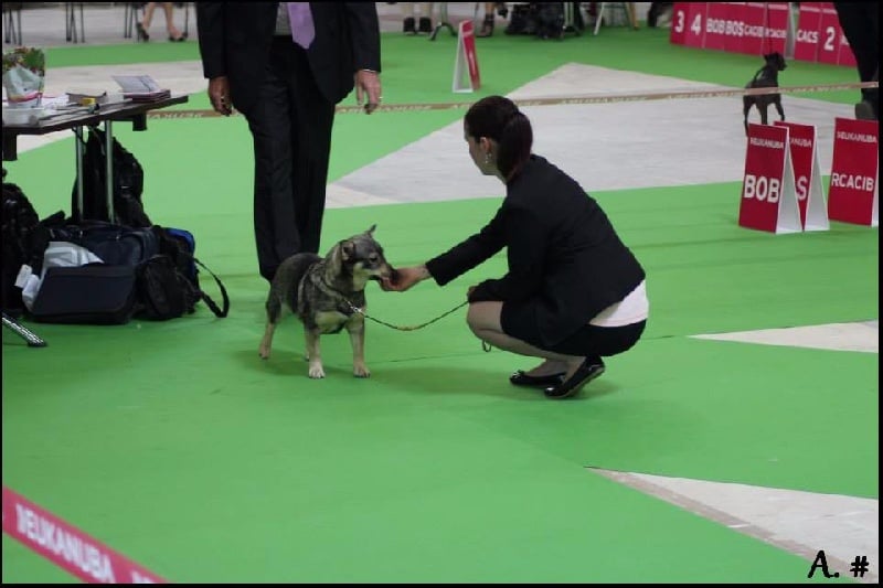 Halley Des coeurs d'alène - 1er Excellent - CACS - CACIB