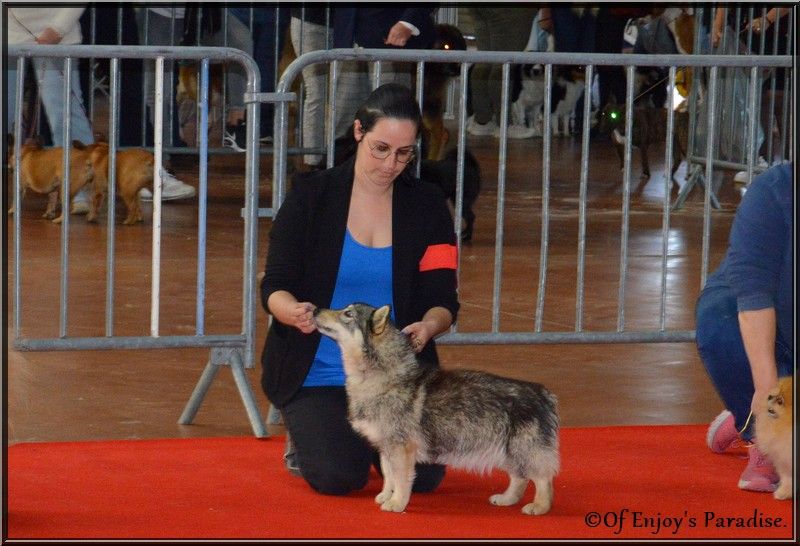 Halley Des coeurs d'alène - CACIB V - Meilleur de race - Meilleur Veteran