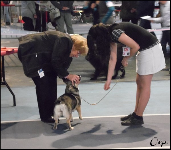 Halley Des coeurs d'alène - 1er Excellent - CACS - CACIB - BOB