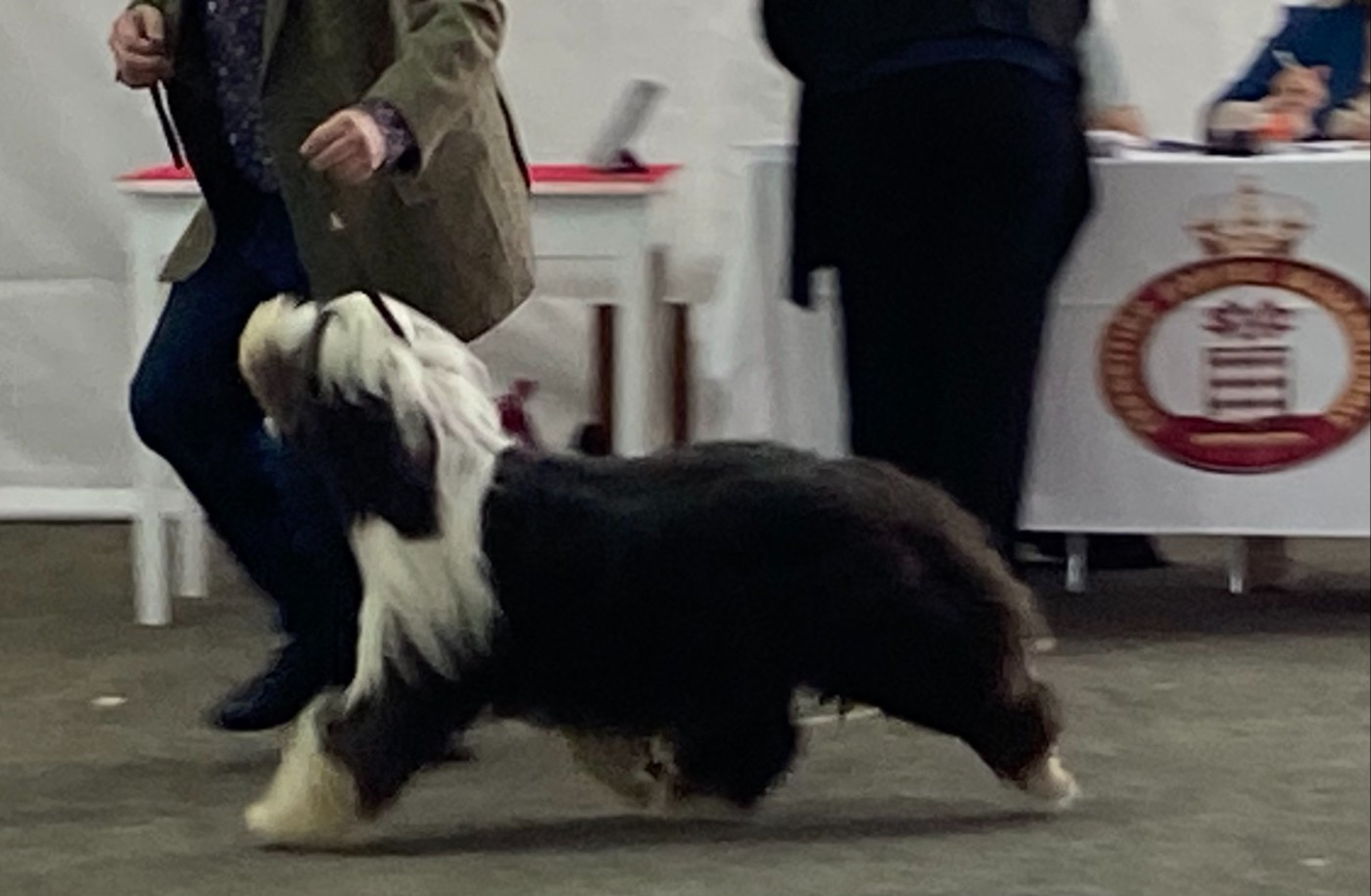 CH. alistair 's ALISTAIR'S QUICKSTEP