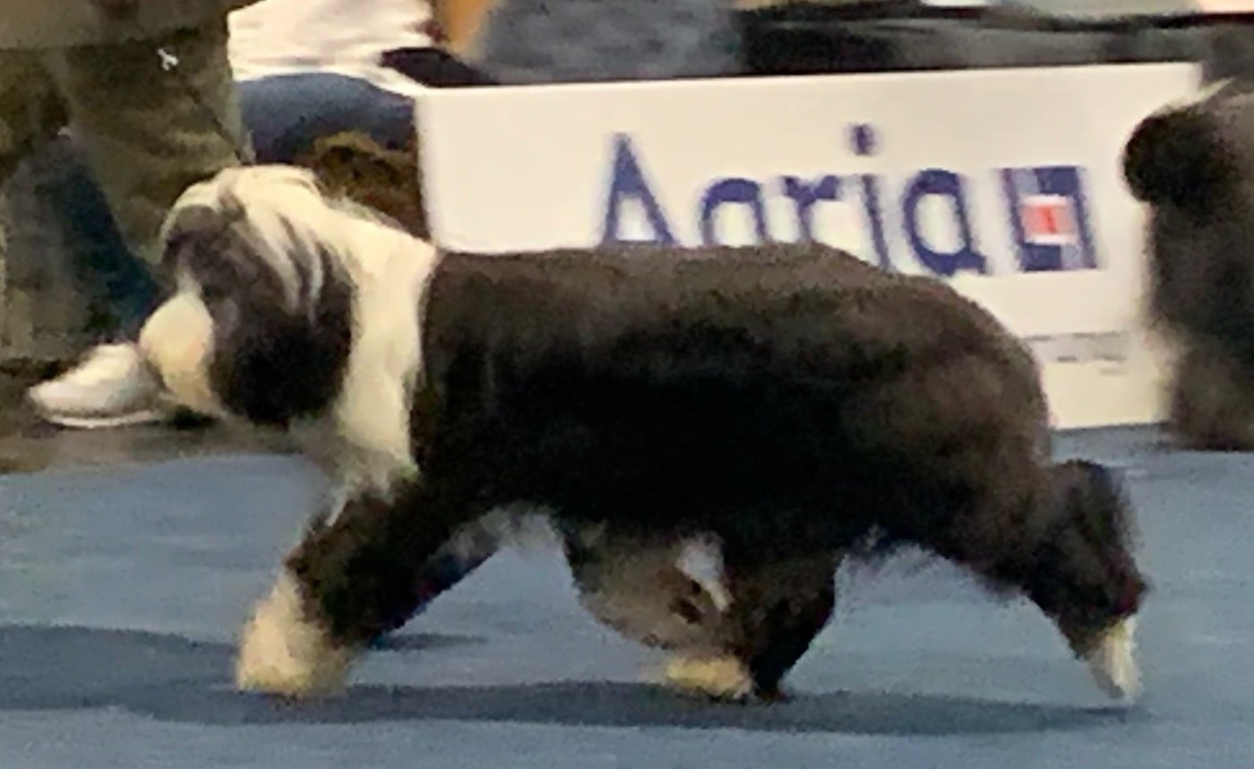 CH. alistair 's ALISTAIR'S QUICKSTEP