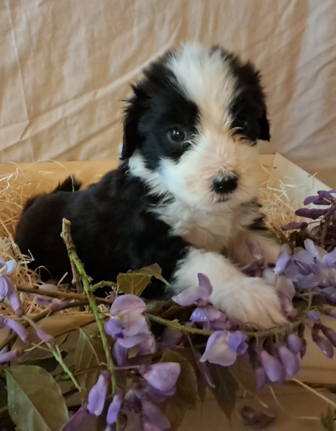 Bearded Collie - Of Pure Magic Wood