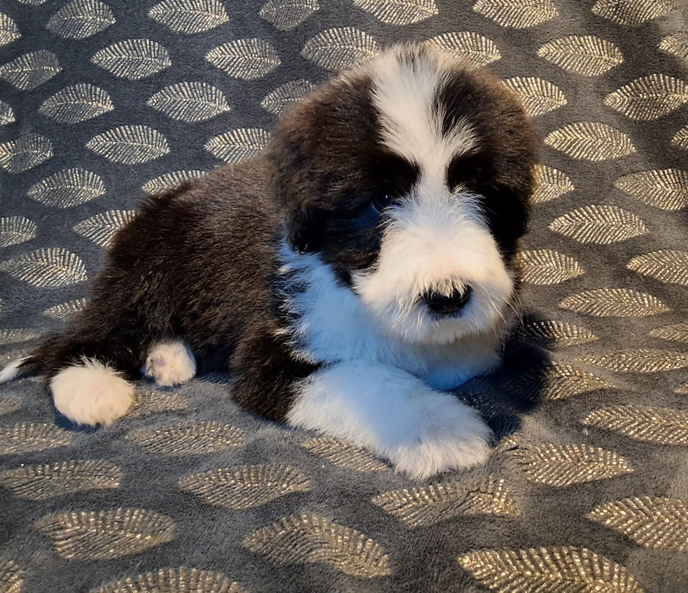 Bearded Collie - Of Pure Magic Wood