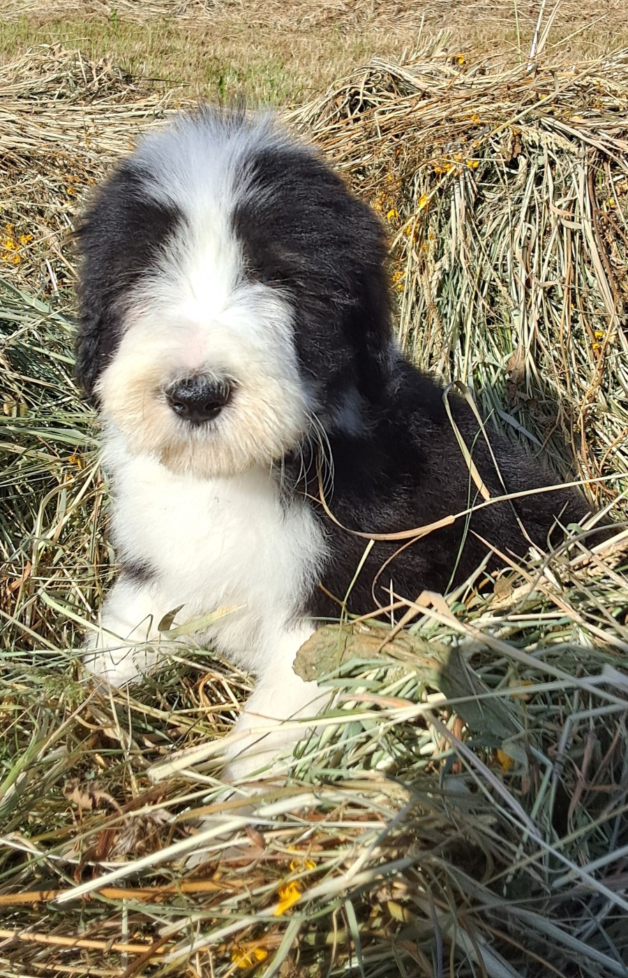 CHIOT 7
