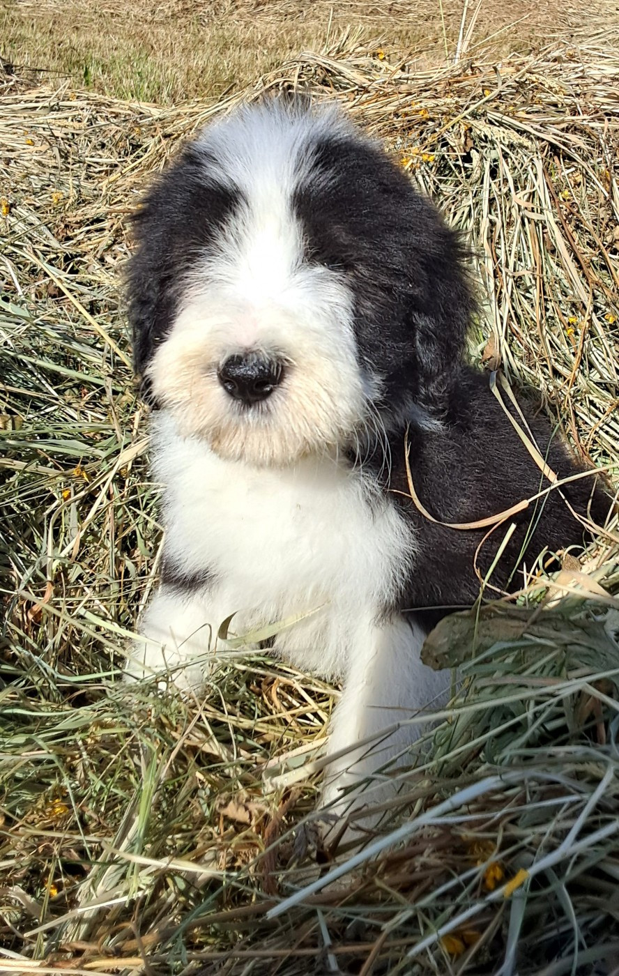 CHIOT 7