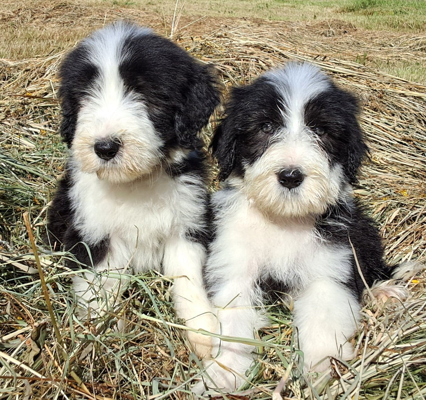 CHIOT 7
