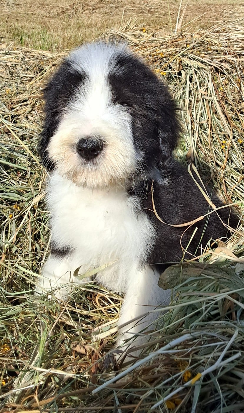 CHIOT 7