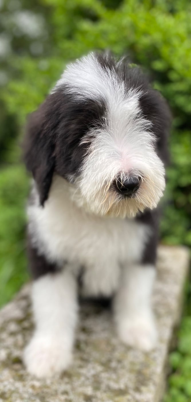 Bearded Collie - Of Pure Magic Wood