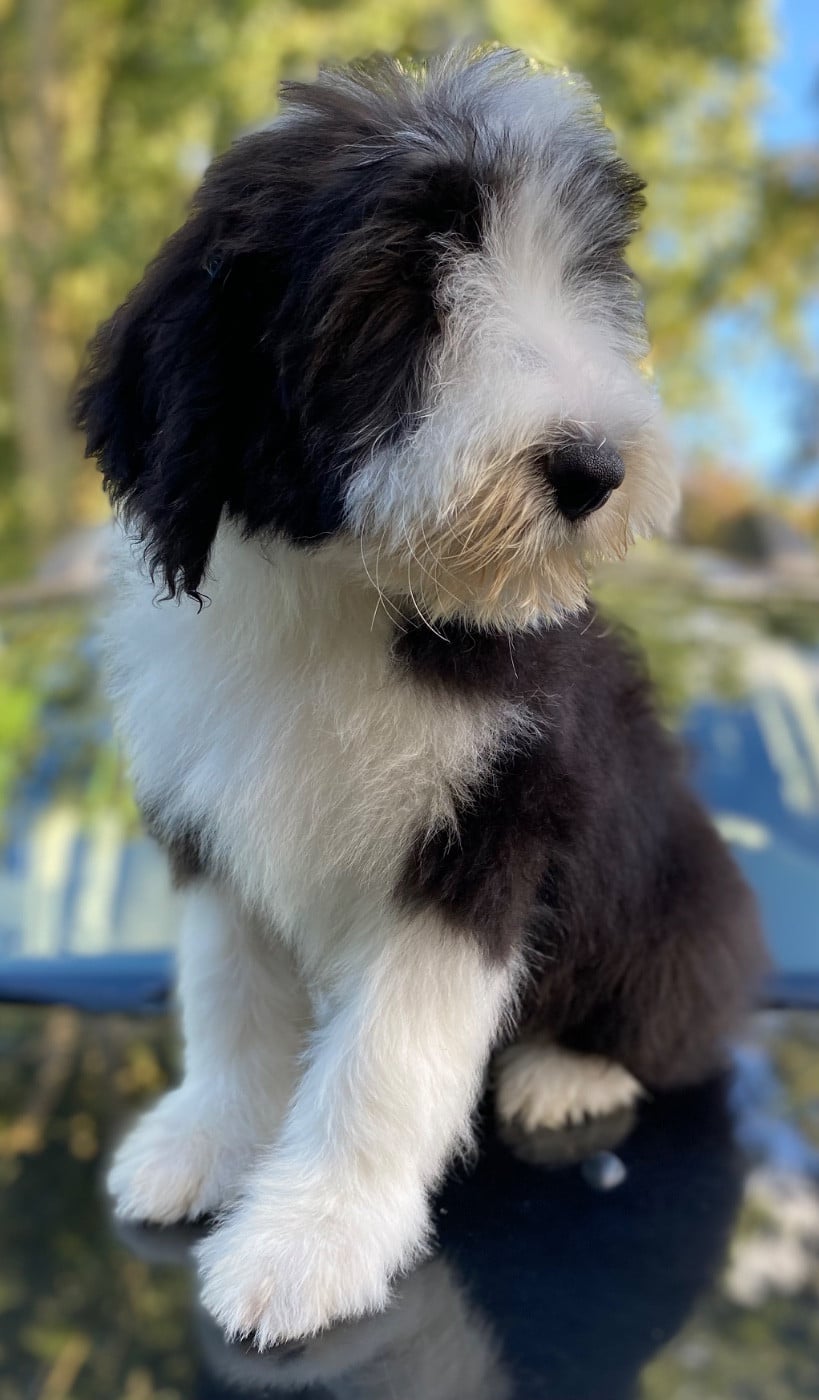 CHIOT 7